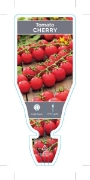 Picture of VEGETABLE TOMATO CHERRY (Lycopersicon esculentum)                                                                                                     