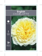 Picture of ROSE CHARLOTTE (English)                                                                                                                              