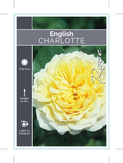 Picture of ROSE CHARLOTTE (English)                                                                                                                              