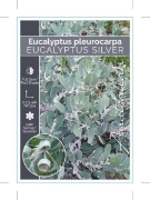 Picture of EUCALYPTUS PLEUROCARPA TETRAGONIS SILVER                                                                                                              
