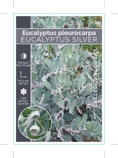 Picture of EUCALYPTUS PLEUROCARPA TETRAGONIS SILVER                                                                                                              