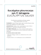 Picture of EUCALYPTUS PLEUROCARPA TETRAGONIS SILVER                                                                                                              