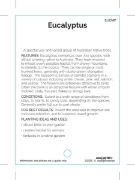 Picture of EUCALYPTUS - MIXED PICTURE (UNNAMED VARIETY)                                                                                                          