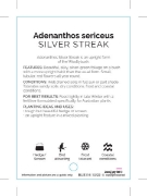 Picture of ADENANTHOS SILVER STREAK                                                                                                                              