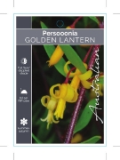Picture of PERSOONIA GOLDEN LANTERN                                                                                                                              
