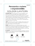 Picture of PERSOONIA GOLDEN LANTERN                                                                                                                              