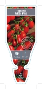 Picture of VEGETABLE TOMATO HEIRLOOM RED FIG (Lycopersicon esculentum)                                                                                           