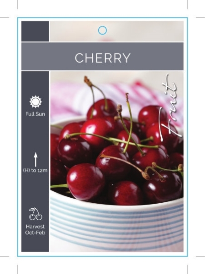 Picture of FRUIT CHERRY (UNNAMED VARIETY) Jumbo Tag                                                                                                              