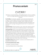Picture of FRUIT CHERRY (UNNAMED VARIETY) Jumbo Tag                                                                                                              