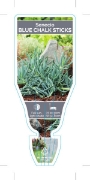 Picture of SUCCULENT SENECIO BLUE CHALK STICKS                                                                                                                   
