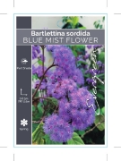 Picture of BARTLETTINA SORDIDA                                                                                                                                   