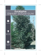 Picture of EUCALYPTUS CLADOCALYX NANA DWARF SUGAR GUM                                                                                                            
