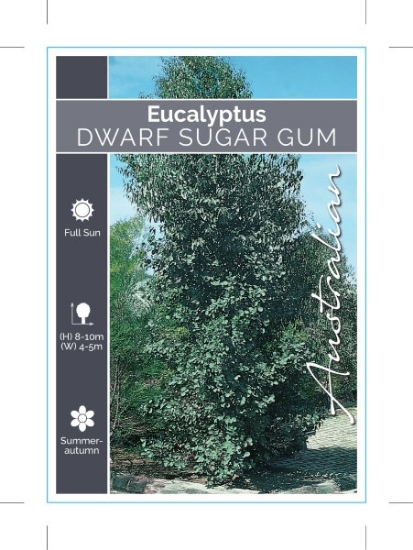 Picture of EUCALYPTUS CLADOCALYX NANA DWARF SUGAR GUM                                                                                                            
