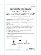 Picture of EUCALYPTUS SCOPARIA WILLOW GUM                                                                                                                        