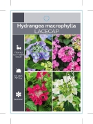 Picture of HYDRANGEA MACROPHYLLA LACECAP - MIXED PICTURE                                                                                                         