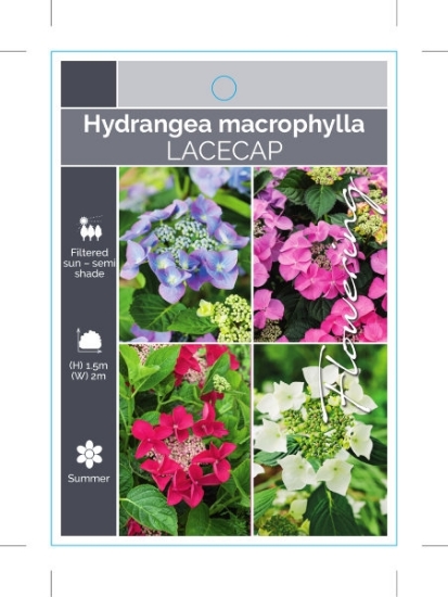 Picture of HYDRANGEA MACROPHYLLA LACECAP - MIXED PICTURE                                                                                                         