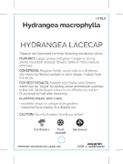 Picture of HYDRANGEA MACROPHYLLA LACECAP - MIXED PICTURE                                                                                                         