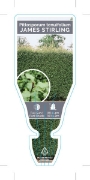 Picture of PITTOSPORUM TENUIFOLIUM JAMES STIRLING                                                                                                                
