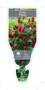 Picture of VEGETABLE CHILLI THAI (Capsicum frutescens)                                                                                                           