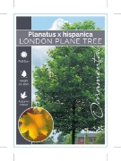 Picture of PLATANUS HISPANICA LONDON PLANE TREE                                                                                                                  