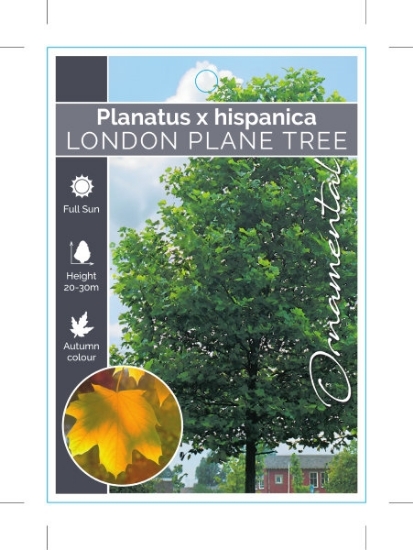 Picture of PLATANUS HISPANICA LONDON PLANE TREE                                                                                                                  