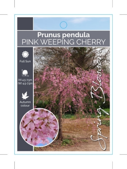 Picture of PRUNUS PENDULA ROSEA PINK WEEPING CHERRY                                                                                                              