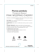 Picture of PRUNUS PENDULA ROSEA PINK WEEPING CHERRY                                                                                                              