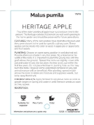 Picture of FRUIT APPLE HERITAGE                                                                                                                                  