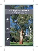Picture of EUCALYPTUS VIMINALIS MANNA GUM                                                                                                                        