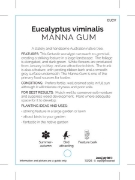 Picture of EUCALYPTUS VIMINALIS MANNA GUM                                                                                                                        