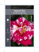 Picture of ROSE PAPAGENO (HT)                                                                                                                                    