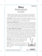 Picture of ROSE PAPAGENO (HT)                                                                                                                                    