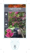 Picture of LAGERSTROEMIA TONTO                                                                                                                                   