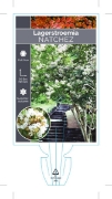 Picture of LAGERSTROEMIA NATCHEZ                                                                                                                                 