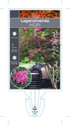 Picture of LAGERSTROEMIA HOPI                                                                                                                                    
