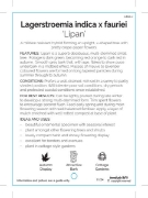 Picture of LAGERSTROEMIA LIPAN Jumbo Tag                                                                                                                         