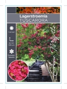 Picture of LAGERSTROEMIA TUSCARORA Jumbo Tag                                                                                                                     
