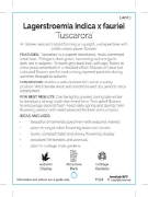 Picture of LAGERSTROEMIA TUSCARORA Jumbo Tag                                                                                                                     
