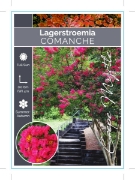 Picture of LAGERSTROEMIA COMANCHE Jumbo Tag                                                                                                                      