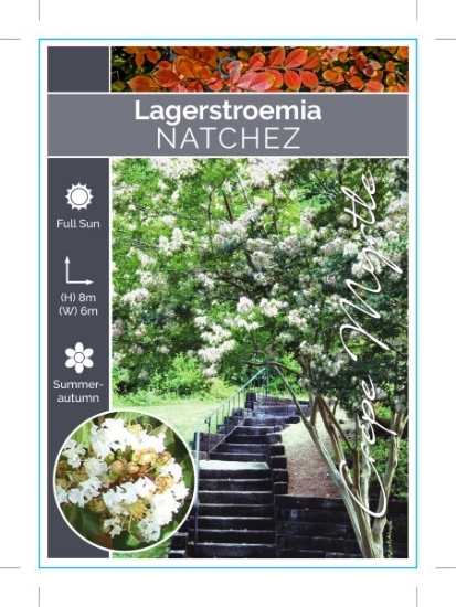 Picture of LAGERSTROEMIA NATCHEZ Jumbo Tag                                                                                                                       