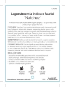 Picture of LAGERSTROEMIA NATCHEZ Jumbo Tag                                                                                                                       