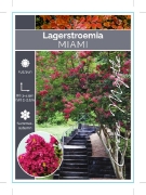 Picture of LAGERSTROEMIA MIAMI Jumbo Tag                                                                                                                         