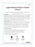 Picture of LAGERSTROEMIA MIAMI Jumbo Tag                                                                                                                         