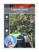 Picture of LAGERSTROEMIA YUMA Jumbo Tag                                                                                                                          