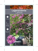 Picture of LAGERSTROEMIA LIPAN                                                                                                                                   