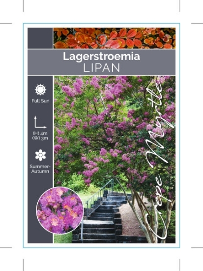 Picture of LAGERSTROEMIA LIPAN                                                                                                                                   