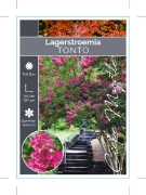 Picture of LAGERSTROEMIA TONTO                                                                                                                                   