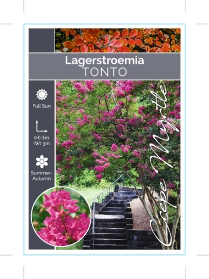 Picture of LAGERSTROEMIA TONTO                                                                                                                                   