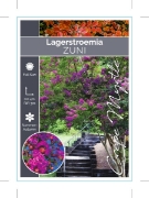 Picture of LAGERSTROEMIA ZUNI                                                                                                                                    