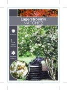 Picture of LAGERSTROEMIA NATCHEZ                                                                                                                                 